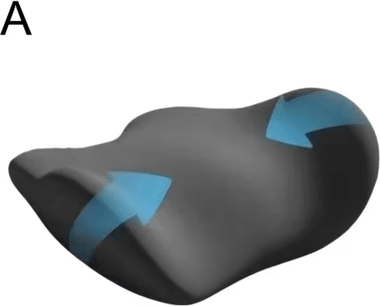 Inspire Picks Ergonomic Memory Cotton Lumbar Support Pillow For Sleep & Bed Use a