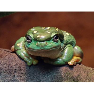 Papermoon "Frosch"