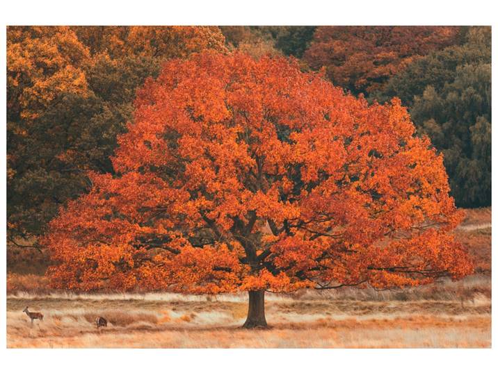 Alubild Herbstbaum image LAND