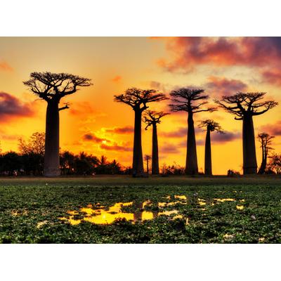 Fototapete PAPERMOON "Baobabs Trees African Sunset", bunt, B:3,5m L:2,6m, Vlies, Tapeten