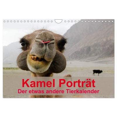 Kamel Porträt (Wandkalender 2027 DIN A4 quer), CALVENDO Monatskalender