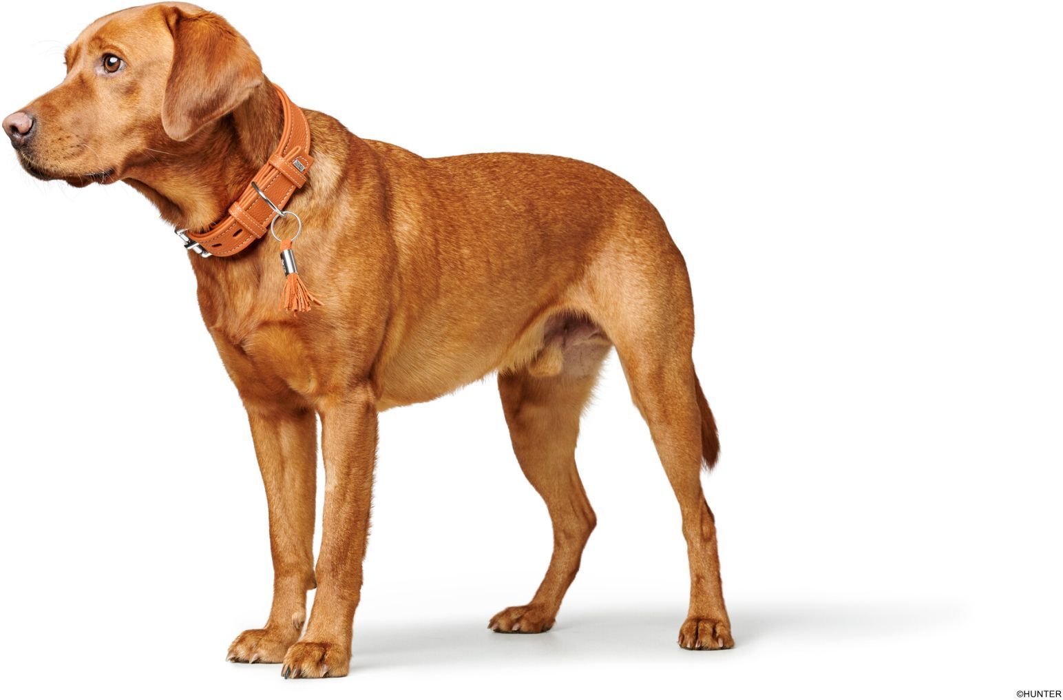 DOG SPORT HUNTER Halsband Cannes M (55), orange