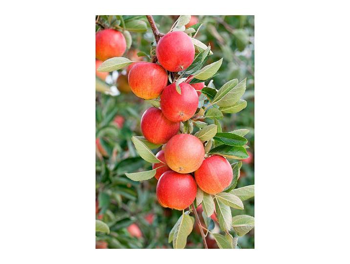 Säulenapfel Malus domestica Sonate 140-180 cm inklusive Topf