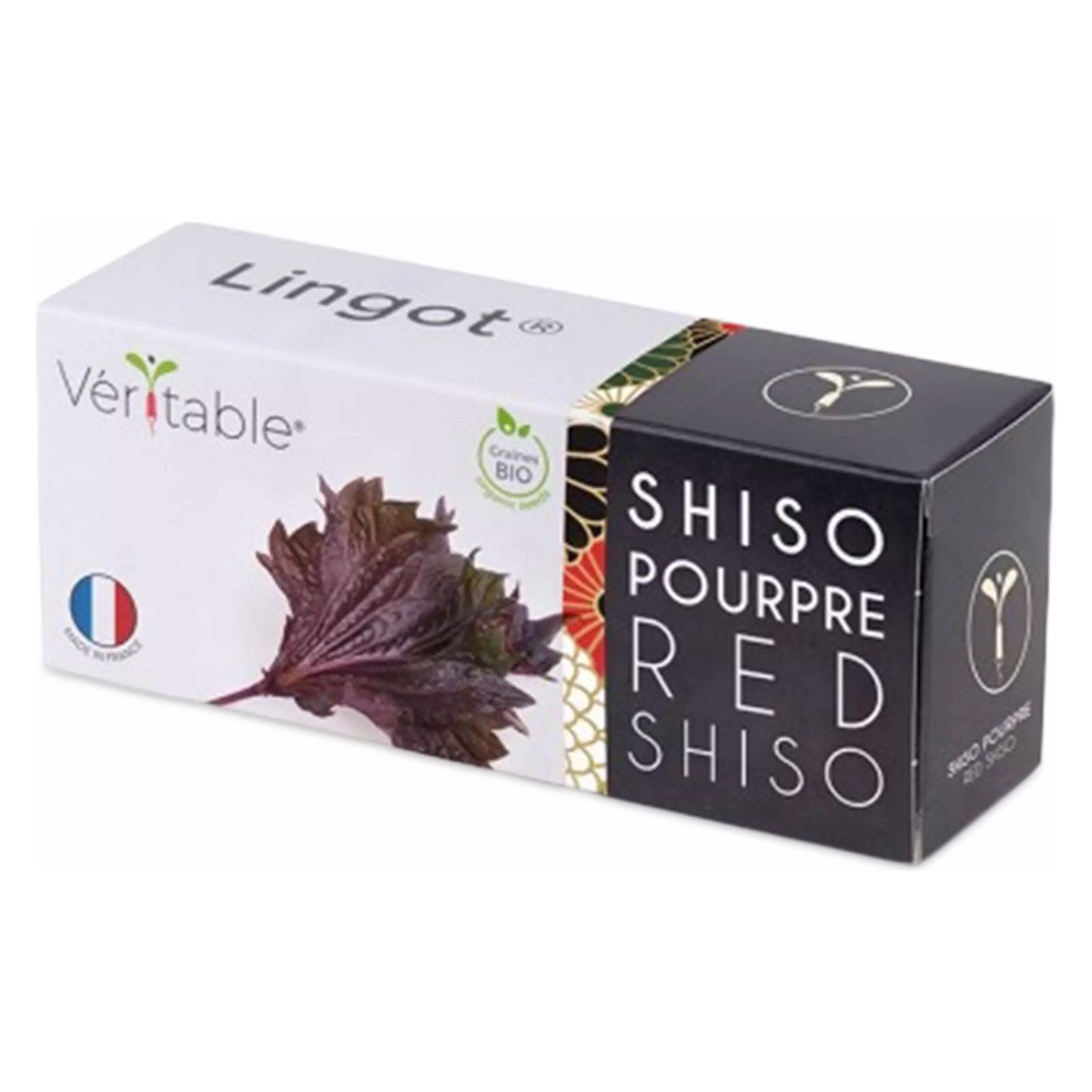 Véritable Lingot Shiso violett BIO (Kräutersamen) (18521017)