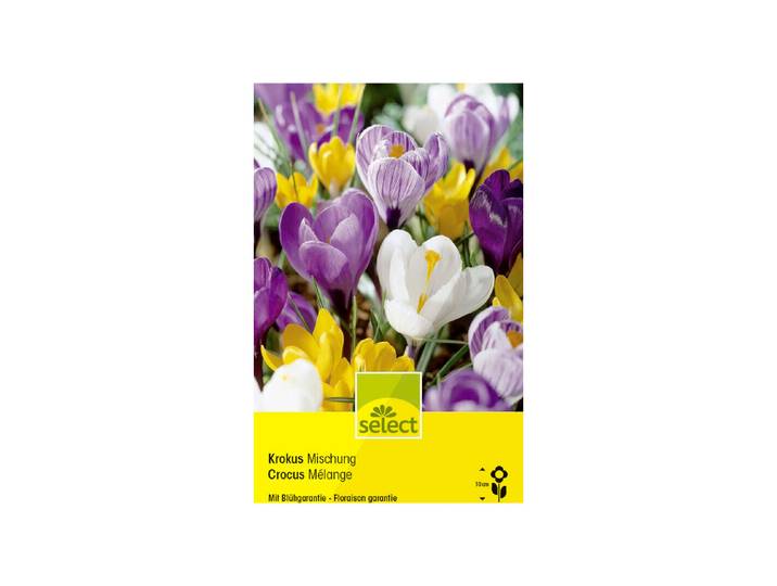 Select Blumenzwiebel Krokus grossblumig Mischung