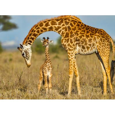 Fototapete PAPERMOON "Masai Giraffe Protecting Baby", bunt, B:2m L:1,49m, Vlies, Tapeten