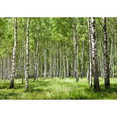 Papermoon "Birkenwald"