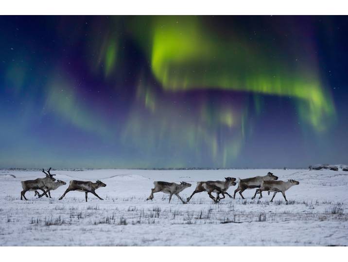 Fototapete PAPERMOON NORDLICHT-RENTIERE TUNDRA NEBEL GEBIRGE SONNE WINTER , bunt, B:3,5m L:2,6m, Vlies, Tapeten, Fototapete
