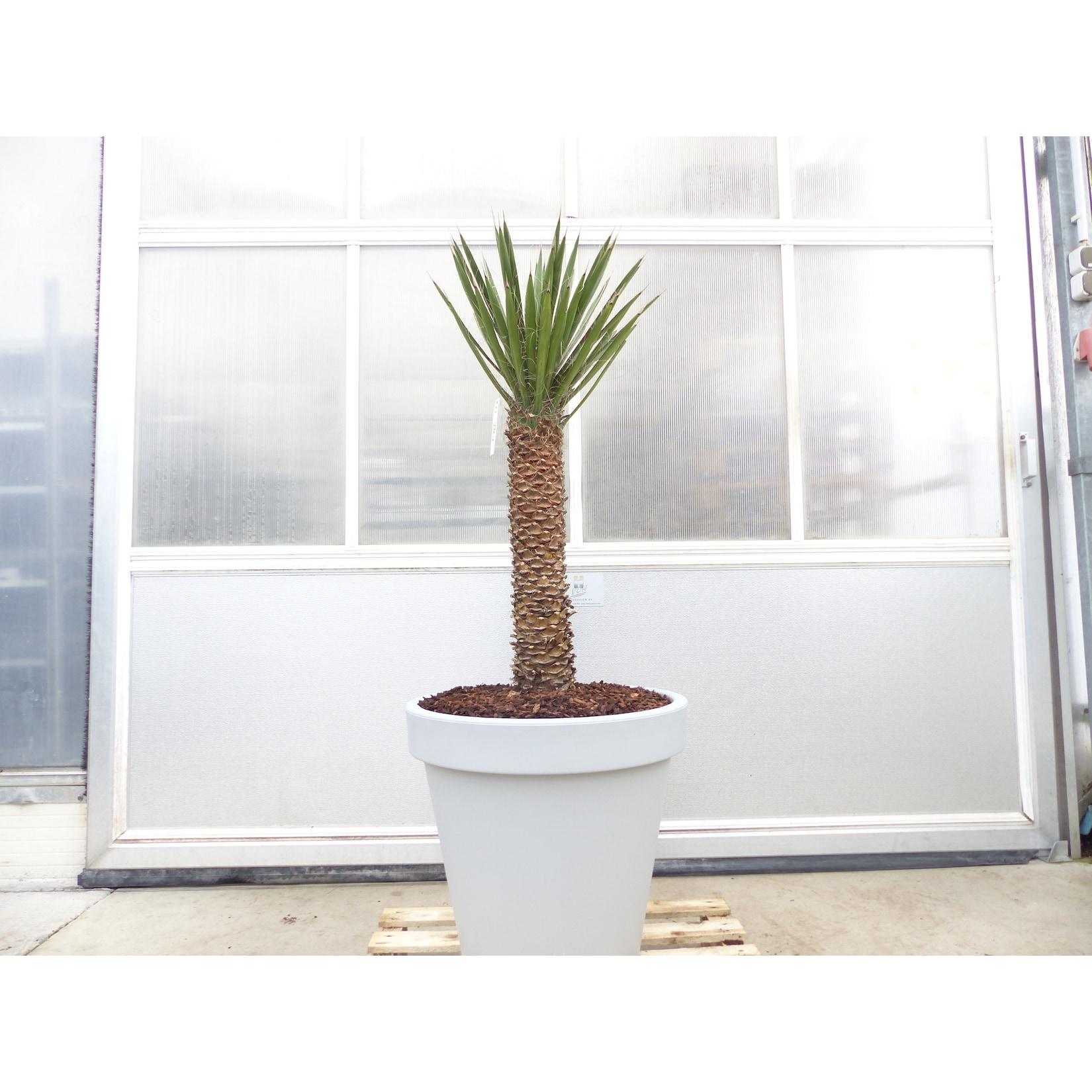 Yucca Filifera, 150 cm Stamm 58 cm Tambasi Yucca, winterhart -13 Grad