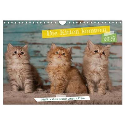 Die Kitten kommen. (Wandkalender 2026 DIN A4 quer), CALVENDO Monatskalender