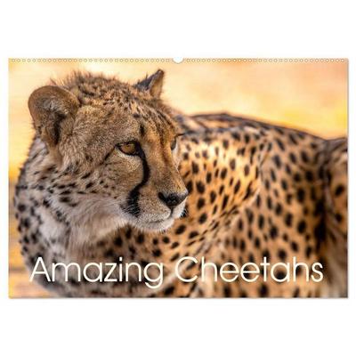 Amazing Cheetahs (Wall Calendar 2027 DIN A2 landscape), CALVENDO 12 Month Wall Calendar