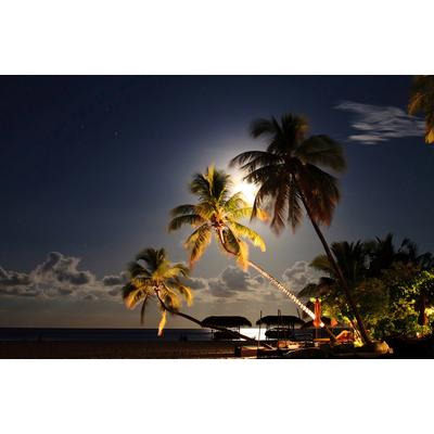 Fototapete PAPERMOON "Palmenstrand", bunt, B:2,5m L:1,86m, Vlies, Tapeten