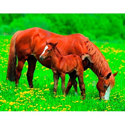 Fototapete PAPERMOON "Horses", bunt, B:5m L:2,8m, Vlies, Tapeten