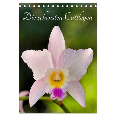 Die schönsten Cattleyen (Tischkalender 2027 DIN A5 hoch), CALVENDO Monatskalender