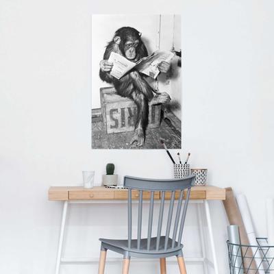 Poster REINDERS "Chimp Zeitung Affe Schimpanse", schwarz (farbe bild(er): schwarz, weiß), B:61cm H:91,5cm, Papier, Bilder, Poster