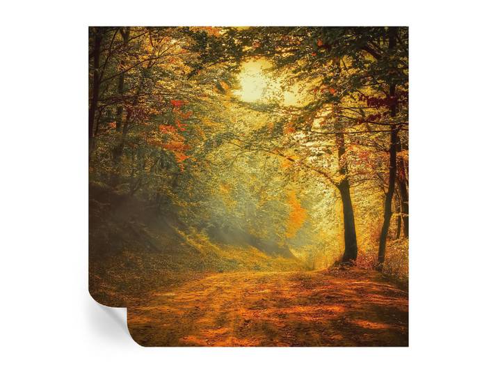 Wallfluent Fototapete 250x250 cm - Herbstlandschaft, Gelb, 250x250 cm, Tapeten & Wandverkleidungen, Fototapeten