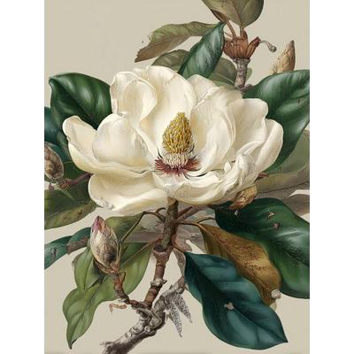 CALVENDO Puzzle Magnolienblüten, Symbol für Reinheit und Erneuerung | 1000 Teile Lege-Größe 64x48cm Foto-Puzzle für glückliche Stunden, Sonstige von ,