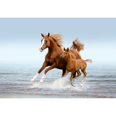Fototapete PAPERMOON "PFERDE IM GALOPP-ARABISCHE STUTE MIT FOHLEN TIER STRAND", bunt, B:2,5m L:1,86m, Vlies, Tapeten