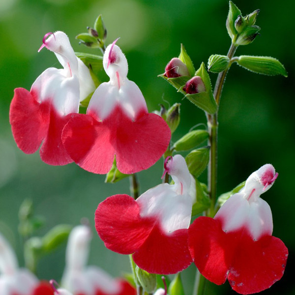 6 x Salvia microphylla Hot Lips - Salie - Pot van 9x9 cm
