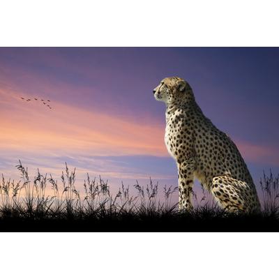 Papermoon "GEPARD-NATUR LÖWE TIGER PUMA JAGUAR DSCHUNGEL TIERE XXL"