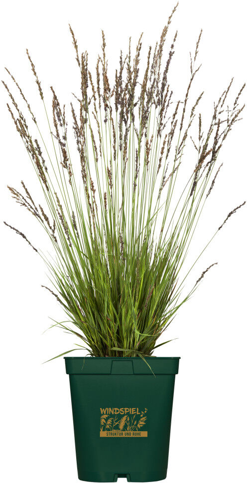 Pflanzen Gräser Windspiel 23 cm Topf