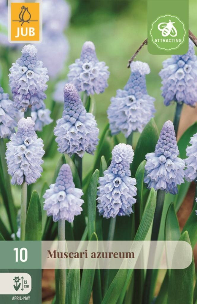 Jub Muscari azureum 10 stuks
