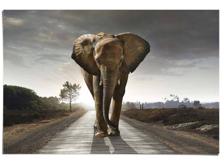 Poster Olifant - 61 x 91\,5 - Papier - REINDERS