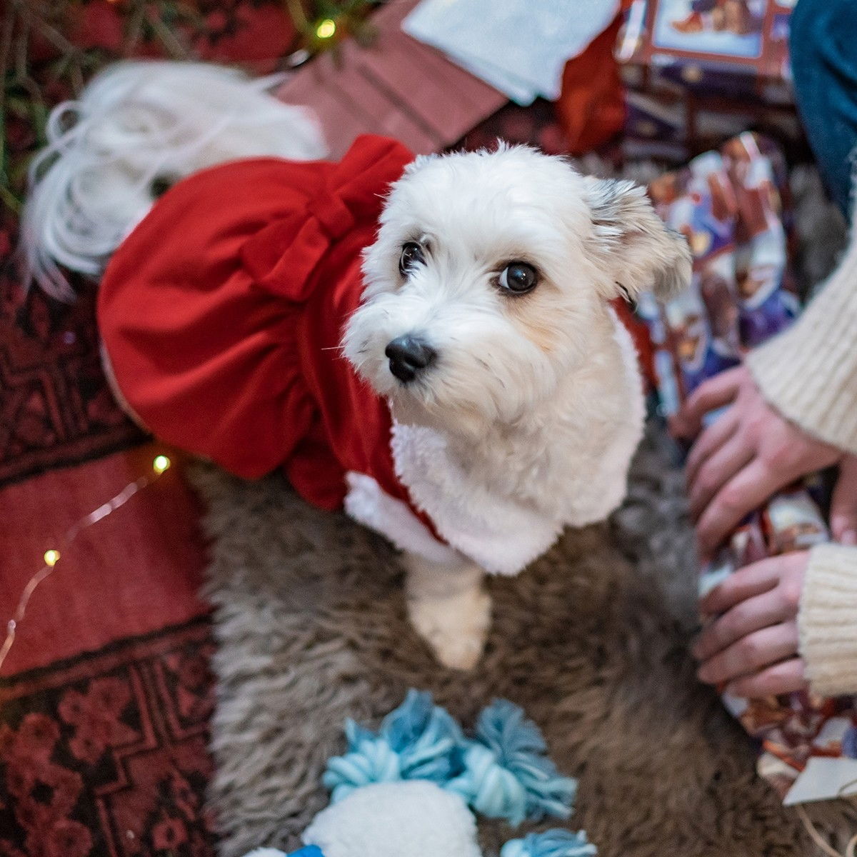 Little&bigger; Xmas Girly Girl Tomtedräkt Till Hund 25 cm