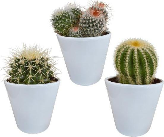 Oasis of Life Bolcactus Mix 3 kamerplanten in witte pot Ø8,5cm