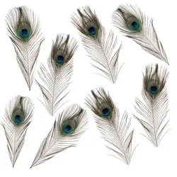 Echte Pfauenaugen-Federn, 15–20 cm, 8 Stück