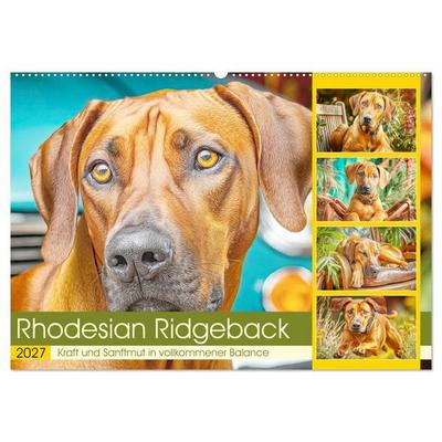 Rhodesian Ridgeback. Kraft und Sanftmut in vollkommener Balance (Wandkalender 2027 DIN A2 quer), CALVENDO Monatskalender