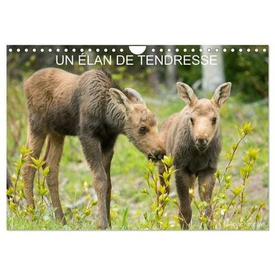 Un élan de tendresse (Calendrier mural 2027 DIN A4 vertical), CALVENDO calendrier mensuel