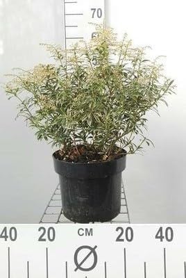 Rotsheide Little Heath Pieris japonica in pot, 30 cm