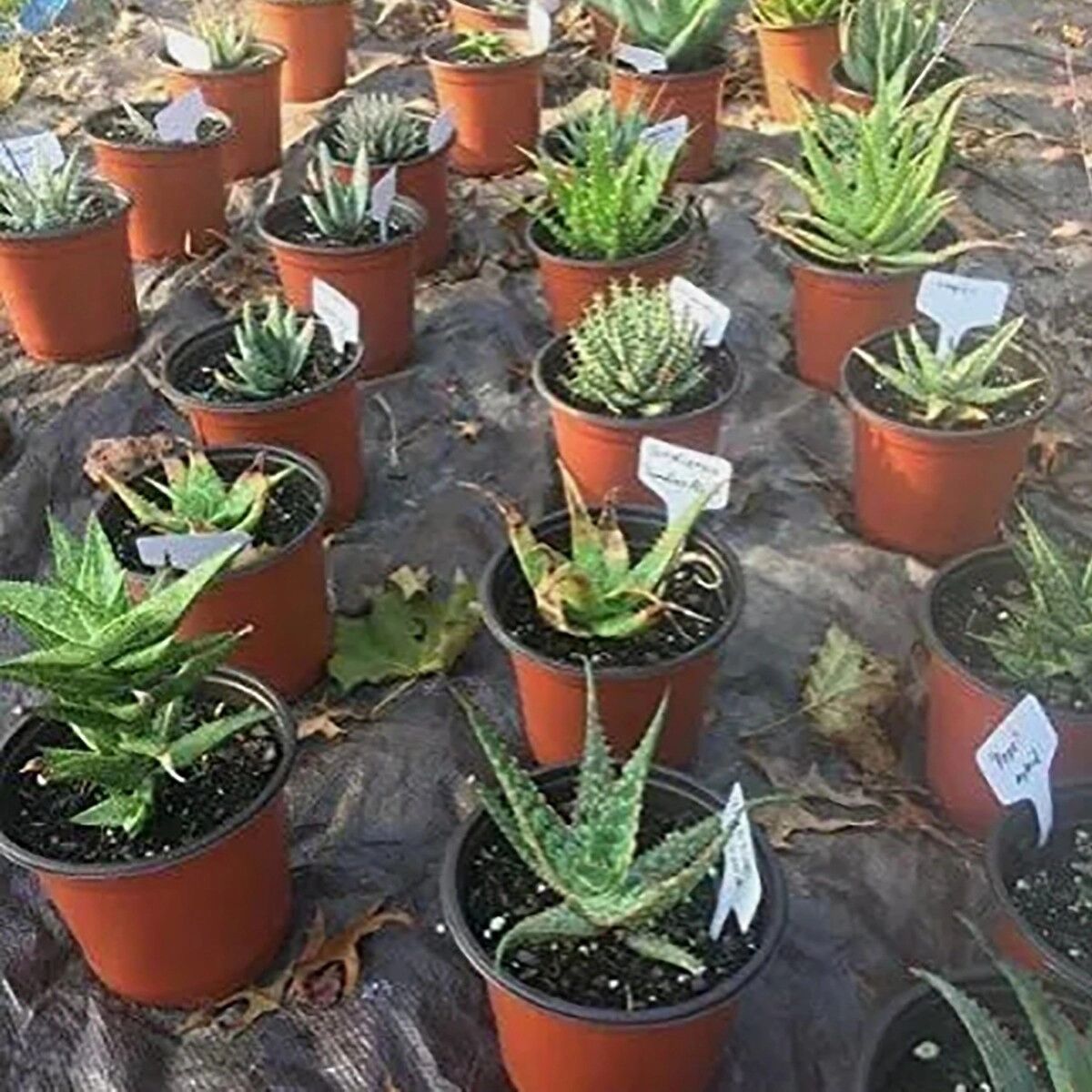INF 10er-Pack Edelstahl T-Typ Pflanzenetiketten - Wiederverwendbare Gartenmarken für Zuhause und Topfpflanzen Silber