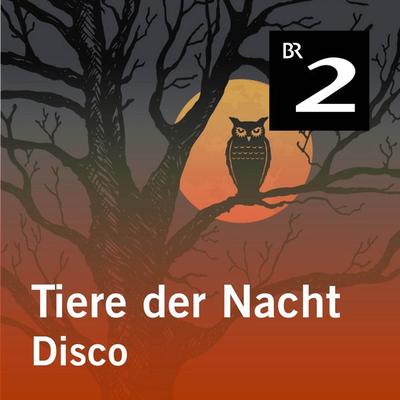 Tiere der Nacht: Disco - Silke Wolfrum, Audio, 4057664414120