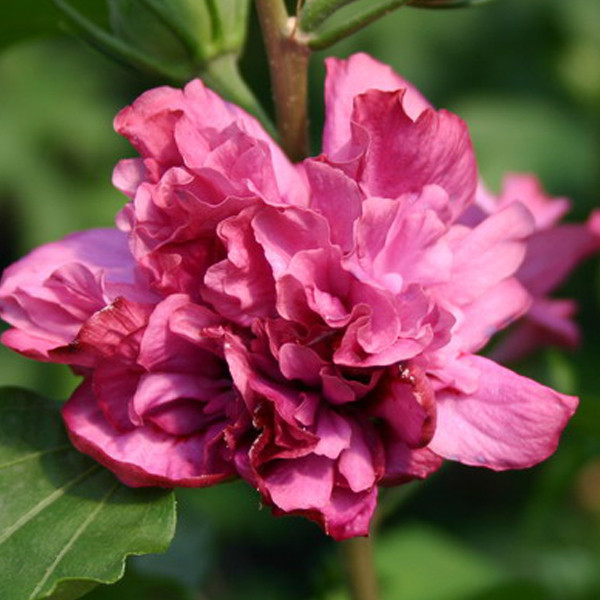 Arborix Tuinhibiscus Hibiscus syriacus Duc De Brabant in pot