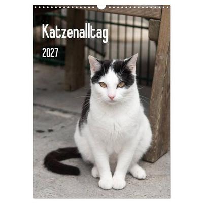 Katzenalltag 2027 (Wandkalender 2027 DIN A3 hoch), CALVENDO Monatskalender