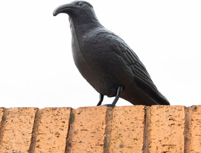 Lush Living Finds Realistic Crow Scarer Bird Decor, Lifelike Plastic Pigeon & Crow For Garden & Yard Protection Realistic Crow Scarer Bird Decor, Lifelike Plastic Pigeon & Crow For Garden & Yard Protection