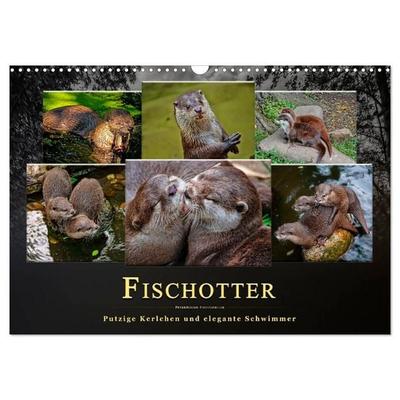 Fischotter - putzige Kerlchen und elegante Schwimmer (Wandkalender 2027 DIN A3 quer), CALVENDO Monatskalender