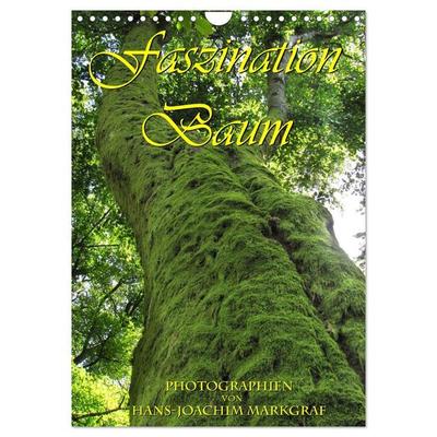 Faszination Baum (Wandkalender 2026 DIN A4 hoch), CALVENDO Monatskalender