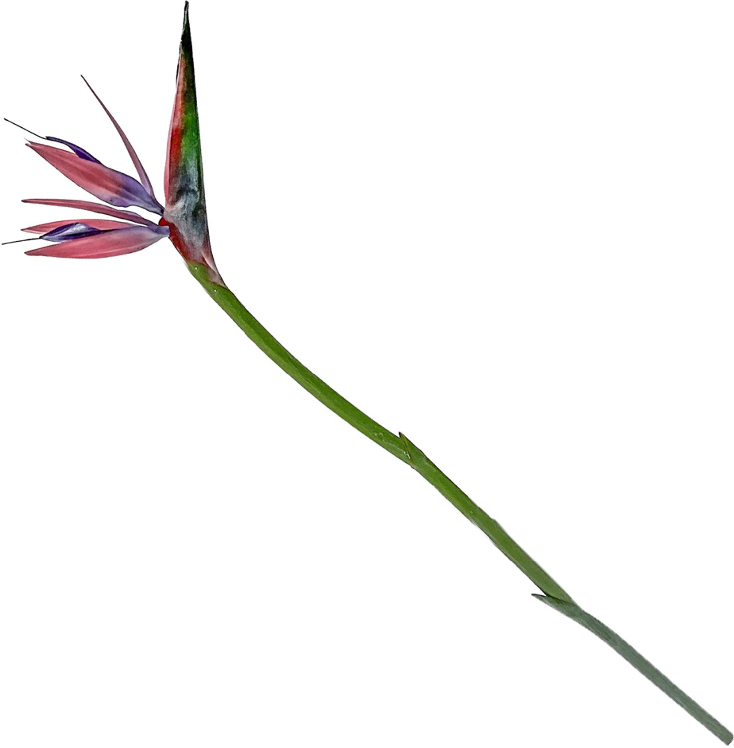 HomeBound by KY Kunstbloem Strelitzia Roze