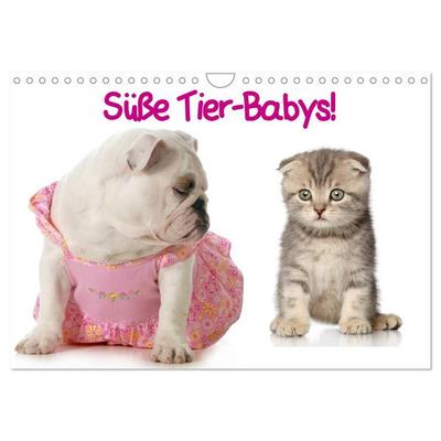 Süße Tier-Babys! (Wandkalender 2026 DIN A4 quer), CALVENDO Monatskalender