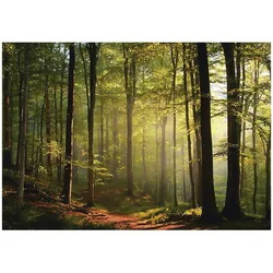 FOTOTAPETE Wald Bäume Grün 400x280 cm