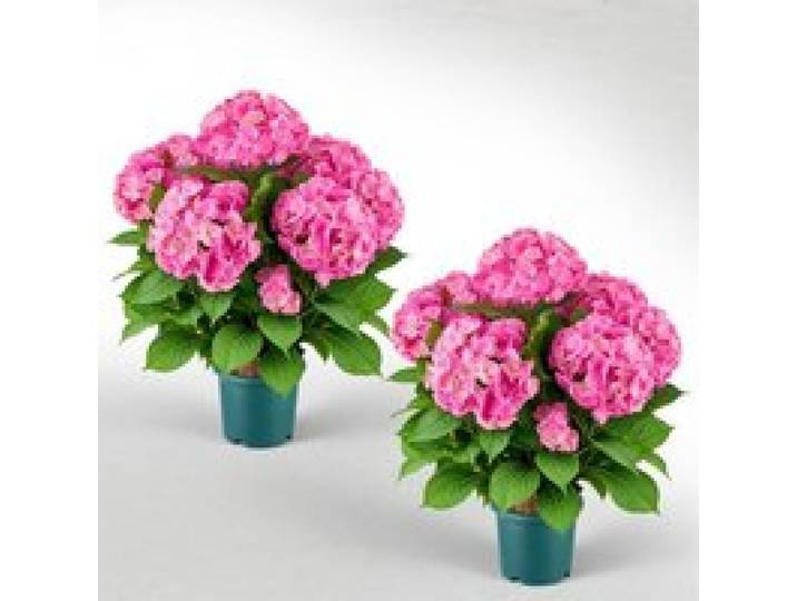VEVOR 2er-Pack Kunstblumen im Topf 711 mm Hoch Gefälschte Hortensien Rosa, Künstliche Topfblumen für Zuhause & Außenbereich, aus Seidenstoff & PE-Kunststoff, Sofort Einsatzbereite Deko, Pflegefrei