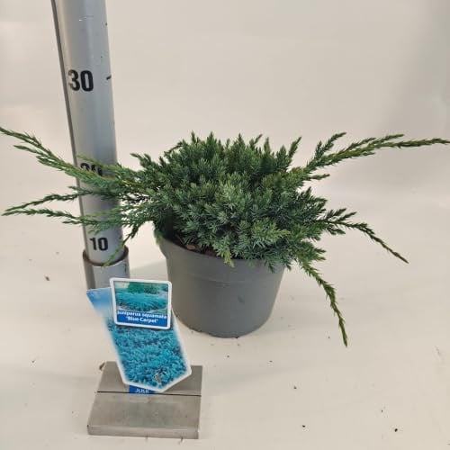 Juniperus squamata Blue Carpet Jeneverbes in 25-30 cm pot