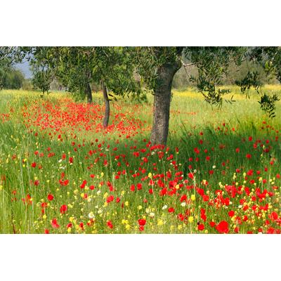 Fototapete PAPERMOON "Blumenwiese", bunt, B:4m L:2,6m, Vlies, Tapeten