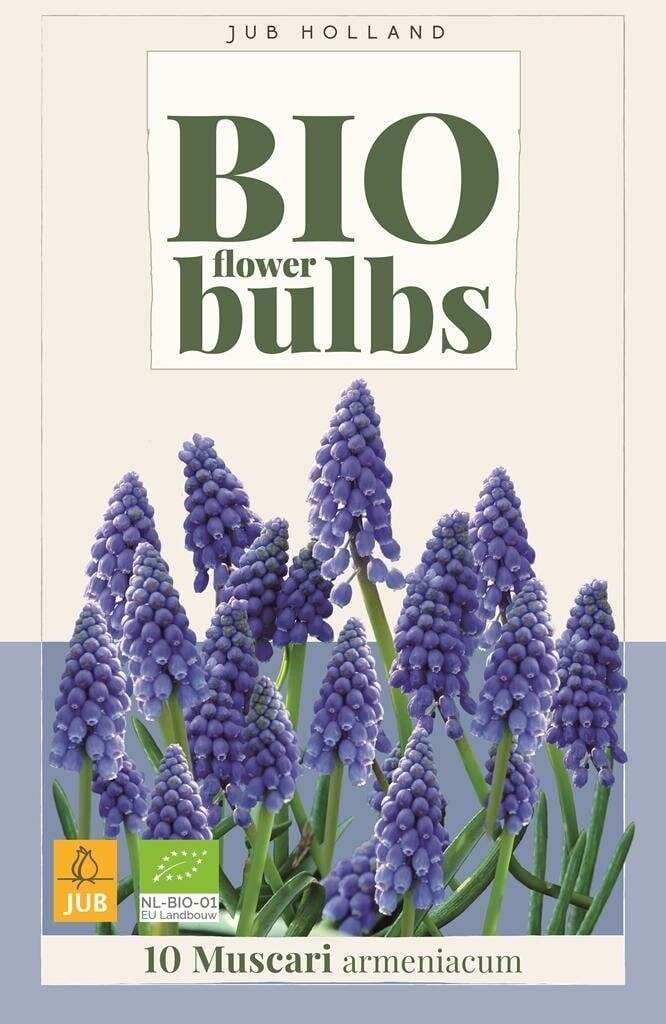 10 Bio Muscari armeniacum blauwe bloembollen voor de herfst