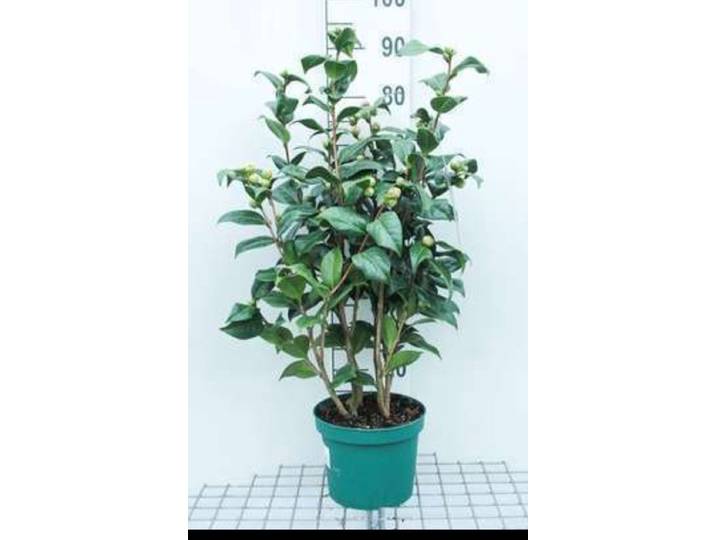 Camellia japonica roze-rose - Camellia japonica roze-rose 60- 80 cm in pot