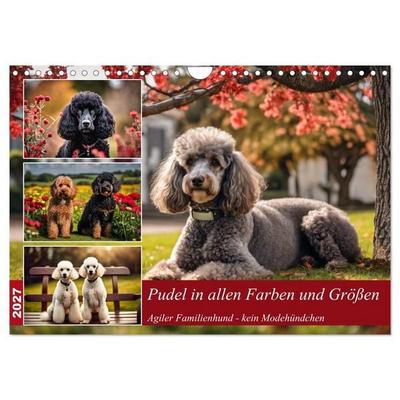 Pudel in allen Farben und Größen (Wandkalender 2027 DIN A4 quer), CALVENDO Monatskalender