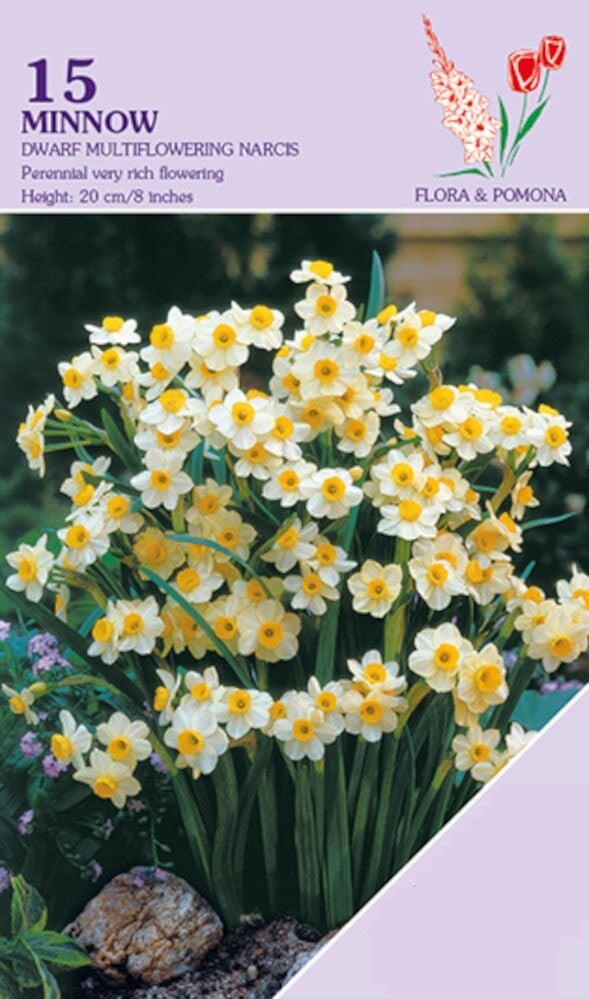 Narcis Minnow bloembollen wit en geel - 15 stuks